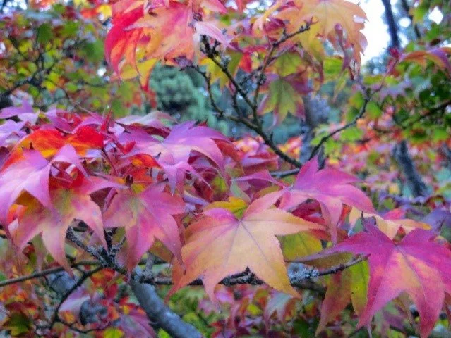 Plant Months — Seattle Japanese Garden